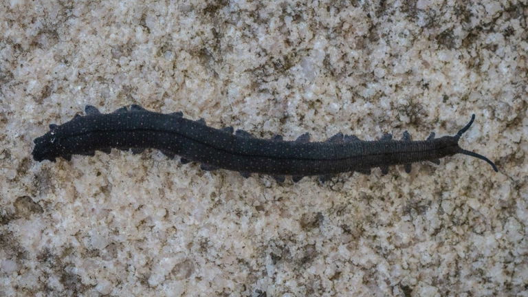 Encuentran un 'fósil viviente', este animal estaba extinto, hasta que levantaron una roca por casualidad